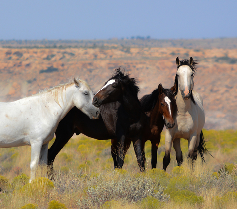 2parttwoID 99529976 © Lynnbellphoto : dreamstime_xs_99529976