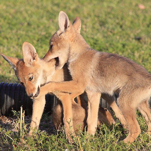 600px-Gpa_bill_coyote_pups_3