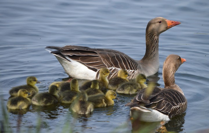 Awww theyre adorable chicks