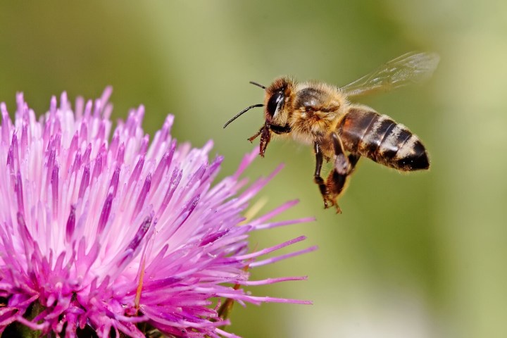 Ecosystem Services: Think of bees that pollinate more than 90 commercial crops in the&nbsp;U.S….