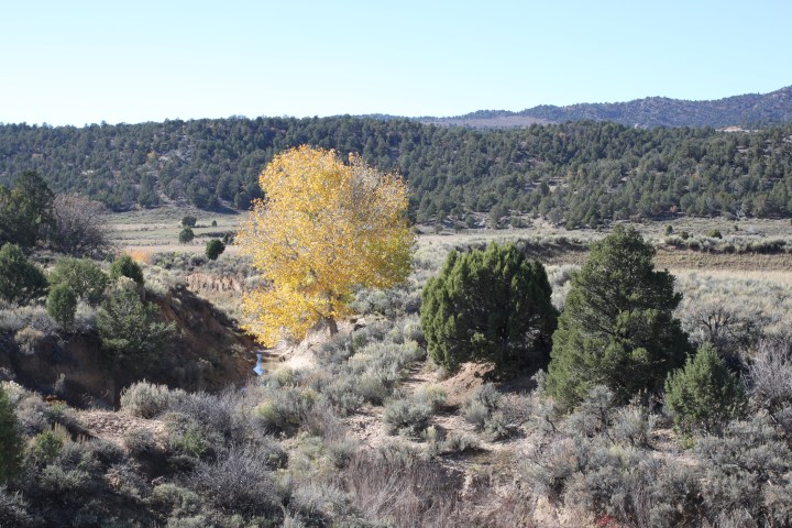  Sharon St Joan wild lands south of Bryce, in the path of the expanding coal mine..JPG