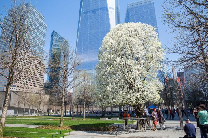 The 9/11 Survivor Tree – The history of memorial trees and&nbsp;groves
