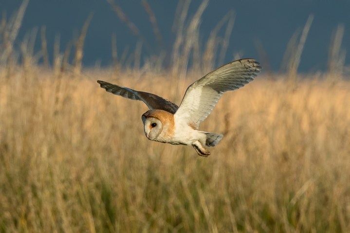 31071136828_32d894194d_o