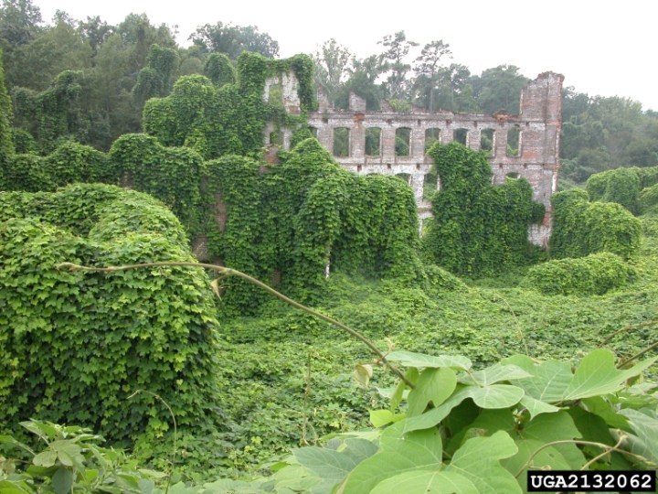 Kudzu infest
