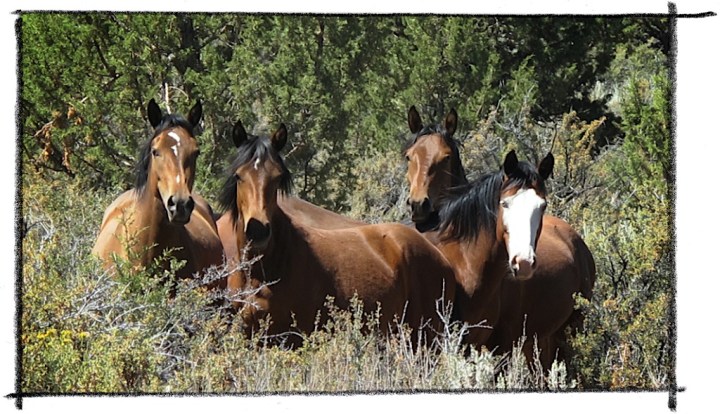 ACTION ALERT: Comment by July 1st to save the Twin Peaks HMA’s wild horses &&nbsp;burros