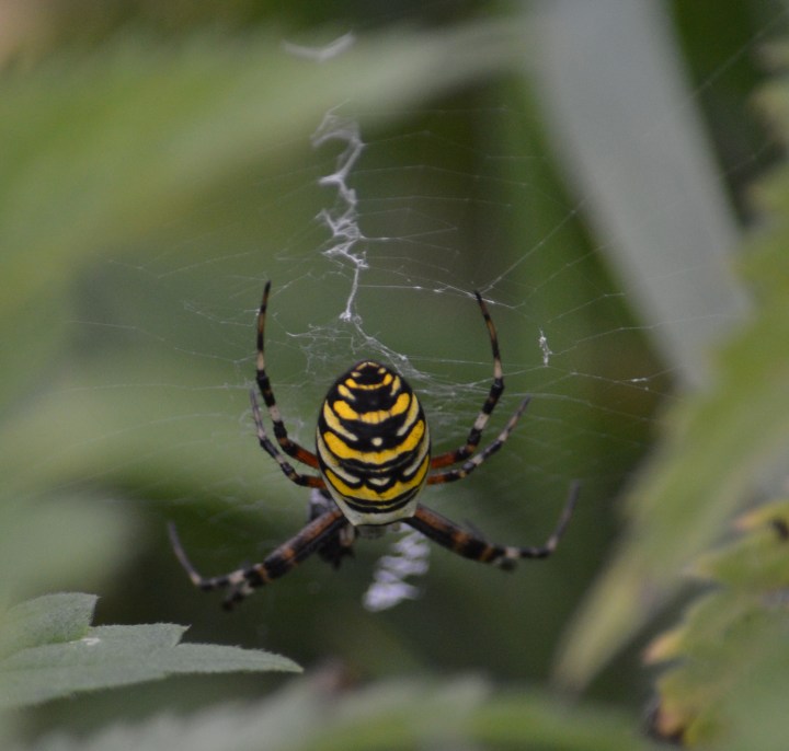Wasp Spider.JPG